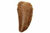 Serrated, Raptor Tooth - Real Dinosaur Tooth #236926-1